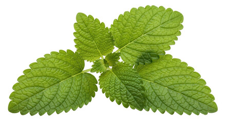 Isolated Lemon Balm Leaf