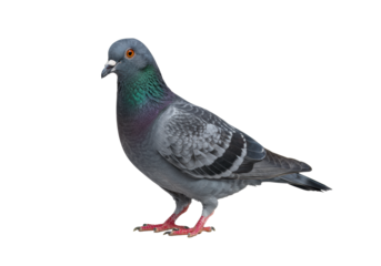 A grey domestic pigeon with iridescent green and purple neck plumage and bright orange eyes stands still, head turned, isolated on a transparent studio background with copy space, urban wildlife
