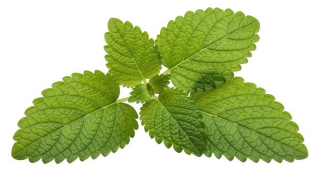 Isolated Lemon Balm Leaf
