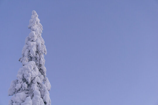Snow-covered evergreen tree stands tall against a clear blue sky, showcasing the beauty of winter landscapes and the tranquility of nature's seasonal changes