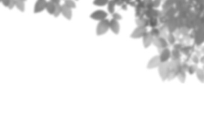 Natural leaf shadow effects isolated on transparent background. Blurred tree branch shadow. Plant...
