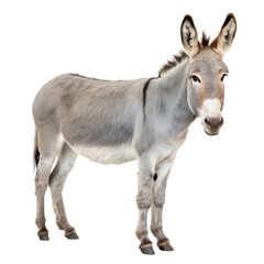 Fototapeta premium donkey isolated on white background