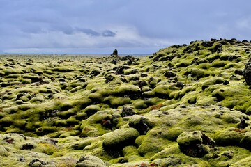 Moss-covered lava rocks in Iceland