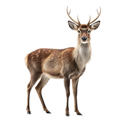 Fototapeta premium deer isolated on white background