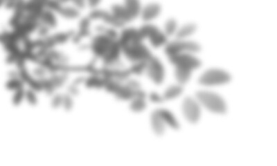 Natural leaf shadow effects isolated on transparent background. Blurred tree branch shadow. Plant...