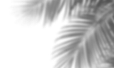 Realistic shadow overlay effect. Natural palm leaf shadows isolated on transparent background. Tropical coconut branch shade, foliage silhouette decoration. Design element for summer spring projects