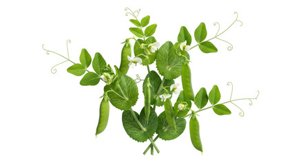 Isolated Peas on plant
