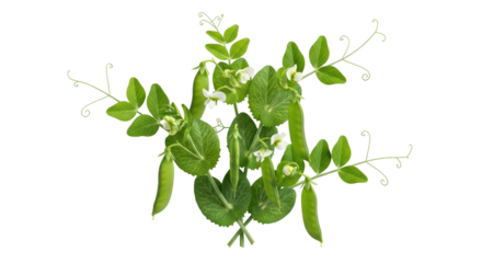 Isolated Peas on plant