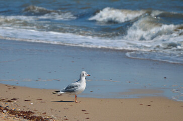 Wild seagall standing on the sand on the seashore and looking on waves. Wild birds,seagulls, fauna, seascape, wildlife protection, trawelling to the sea, summer vacation near the sea concept.