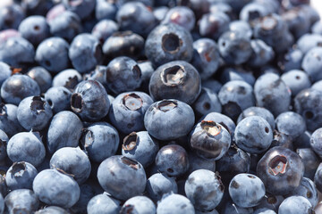 Ripe blueberries on a plate. Growing blueberries in the garden.