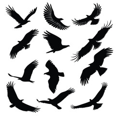 Obraz premium Twelve Black Eagle Silhouettes in Flight White Background