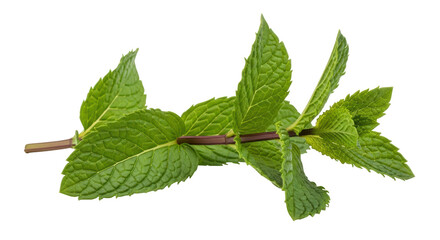 Isolated Mint Leaves Bunch Fresh
