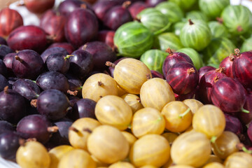 Gooseberries of different varieties and colors on a plate. Growing gooseberries in the garden.