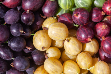 Fototapeta premium Gooseberries of different varieties and colors on a plate. Growing gooseberries in the garden.