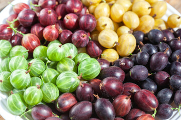 Gooseberries of different varieties and colors on a plate. Growing gooseberries in the garden.