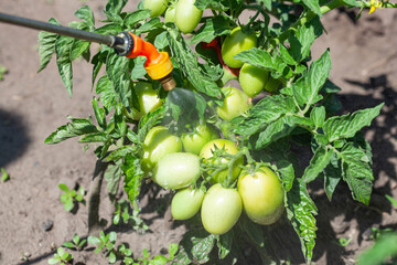 A farmer treats an unripe bunch of tomatoes in a garden bed to protect them from various pests and...
