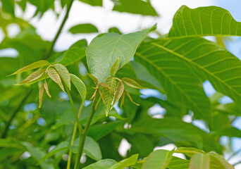 Junge Walnussblätter in einer Nahaufnahme