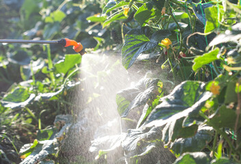 A farmer treats cucumbers in a garden bed against various pests and fungal diseases.