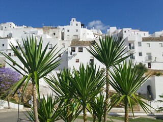 Whitewashed houses and palm trees in a traditional Andalusian town in southern Spain