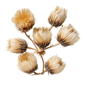 Dried Thistle Blooms: A macro shot of delicate, dried thistle blooms. Each bloom displays intricate textures and natural beauty, showcasing the resilience and unique form of nature.