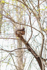 squirrel on a tree