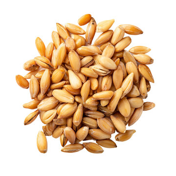 Golden Barley Grain: A close-up shot displays a heap of golden barley grains, the grains have a warm and inviting look, hinting at both nourishment and culinary potential.