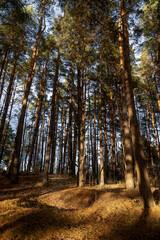 Tall pine trees reaching towards a clear sky in a serene forest landscape during the golden hour