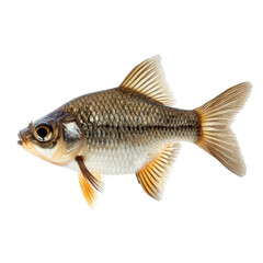 Naklejka premium Freshwater fish, An assortment of freshwater fish gliding through clear water, isolated on transparent background