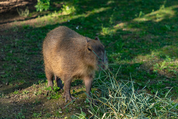 Capybara