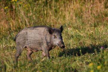 Jabalina en los prados de Ferrol, La Coruña, GALICIA, Spain