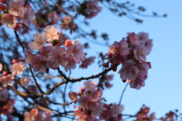 sakura flowers illuminated by the evening light