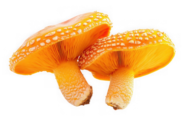 Vibrant orange mushrooms with white speckles speckled fungi