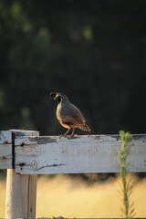 Lone quail perched on white fence