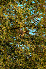 Northern mockingbird in tree during sunset