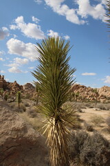 Joshua Tree in the Desert of Southern California