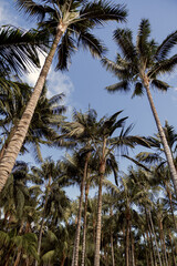 Obraz premium Tall palm trees sway gently under a clear blue sky in a tropical landscape during the warm afternoon hours near a sandy beach