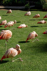 Colorful flamingos resting gracefully on green grass in a lush outdoor setting during a sunny day