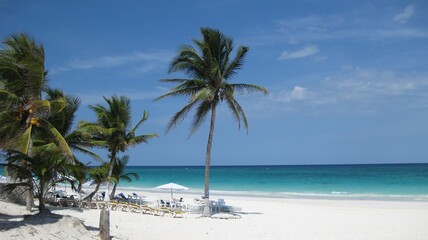 Fototapeta premium White sand beach in Tulum Riviera Maya Mexico with large palm tree and turquoise Caribbean Sea