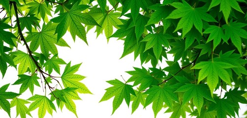 Lush green maple leaves frame a white background Perfect for spring/summer designs,  green,  organic