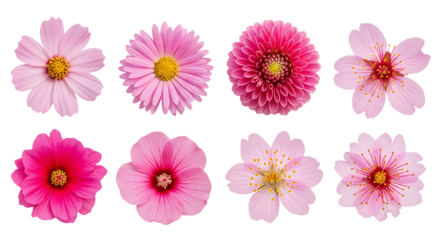 Collection of eight various pink flowers, dahlia, cosmos, cherry. Isolated on transparent background, png