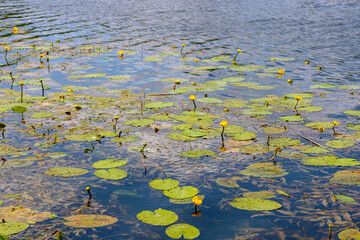Blooming water lilies on the lake