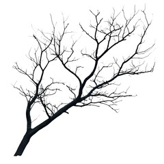 Bare Branch Silhouette: A stark silhouette of a bare tree branch against a background, showcasing intricate branching patterns and a sense of stark beauty and minimalism.