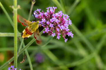 Hummelschwärmer (Hemaris fuciformis) an Eisenkraut (Verbene)