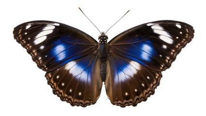 A beautiful blue and brown butterfly with white spots is isolated on transparent background, showcasing its intricate wing patterns and delicate antennae