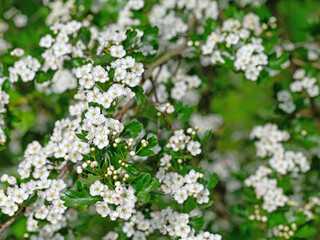 Blühender Weißdorn, Crataegus, im Frühling