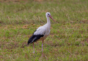 A white stork walking through the grass