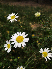 Field daisies on a green background