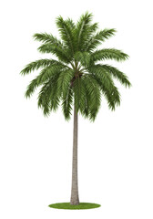 A vibrant coconut palm tree with lush green fronds and a slender brown trunk, rooted on green grass against a seamless transparent background with no shadows, concept for botanical study and
