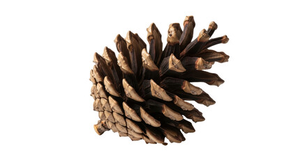 Isolated Pine Cone