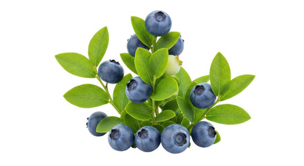 Isolated Bunch of Blueberries